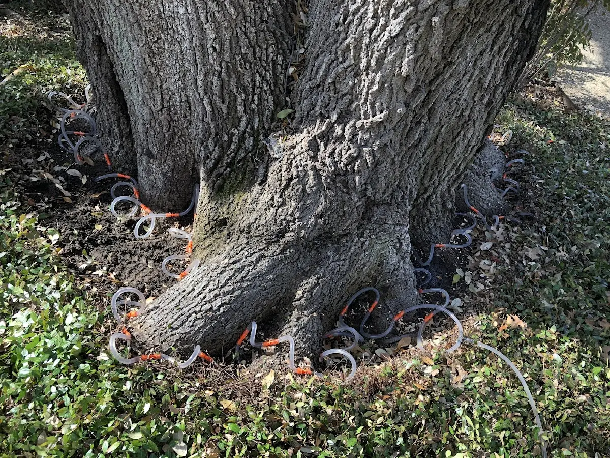Detailed Tree Cabling and Bracing job site in England