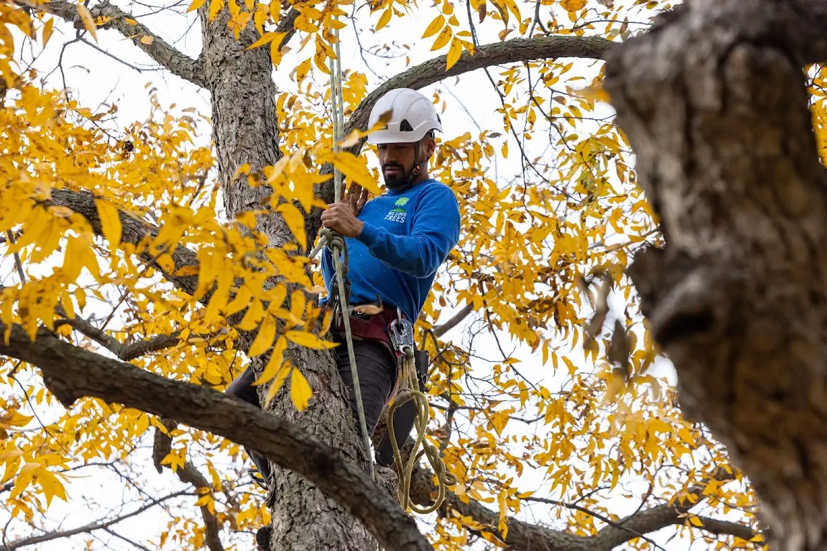 Skilled Tree Planing crew working in England